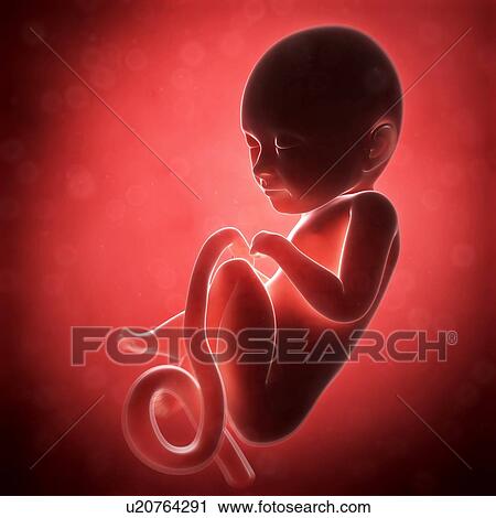 Human fetal development, artwork View Large Illustration Clip Art - Human fetal development, artwork. Fotosearch