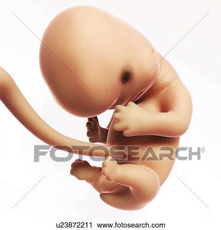 Human fetal development, artwork View Large Illustration Clip Art - Human fetal development, artwork. Fotosearch