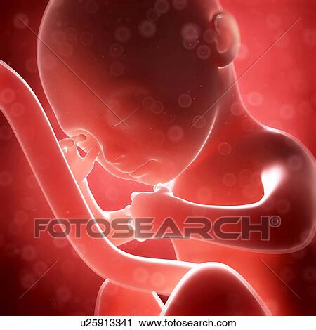 Human fetal development, artwork View Large Illustration Clip Art - Human fetal development, artwork. Fotosearch