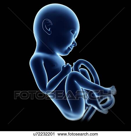 Clip Art - Human fetal development, artwork. Fotosearch