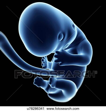 Clip Art - Human fetal development, artwork. Fotosearch