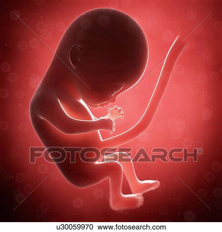 Human fetal development, artwork View Large Illustration Clipart - Human fetal development, artwork. Fotosearch