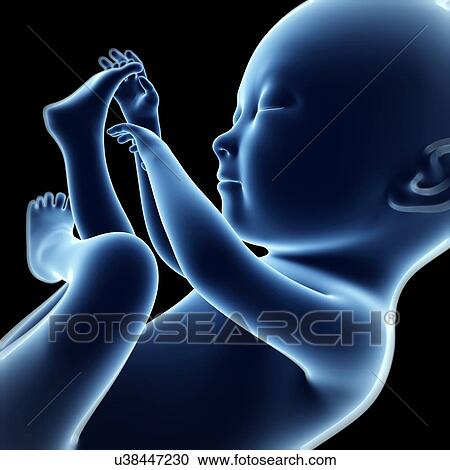 Human fetal development, artwork View Large Illustration Clipart - Human fetal development, artwork. Fotosearch