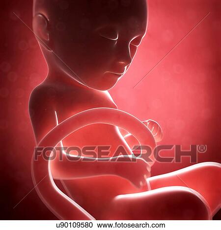 Human fetal development, artwork View Large Illustration Clipart - Human fetal development, artwork. Fotosearch