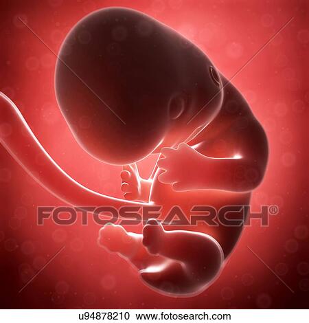 Human fetal development, artwork View Large Illustration Clipart - Human fetal development, artwork. Fotosearch