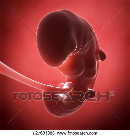 Human fetal development, artwork View Large Illustration Drawing - Human fetal development, artwork. Fotosearch