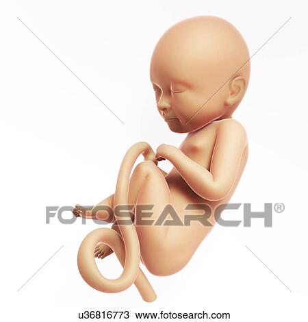 Human fetal development, artwork View Large Illustration Drawing - Human fetal development, artwork. Fotosearch