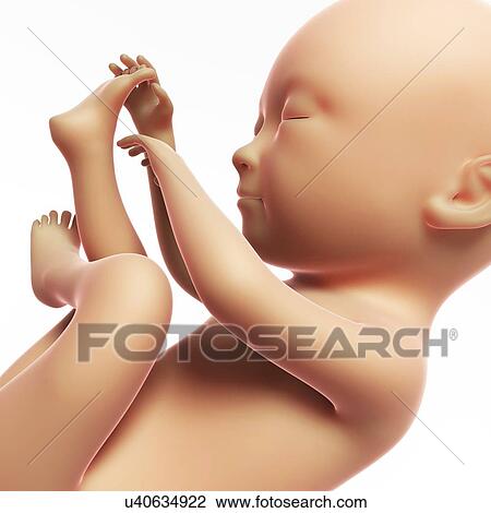 Drawing - Human fetal development, artwork. Fotosearch