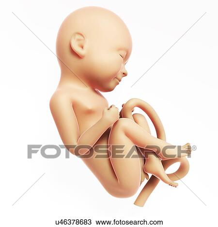 Human fetal development, artwork View Large Illustration Drawing - Human fetal development, artwork. Fotosearch