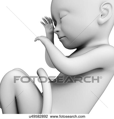 Human fetal development, artwork View Large Illustration Drawing - Human fetal development, artwork. Fotosearch