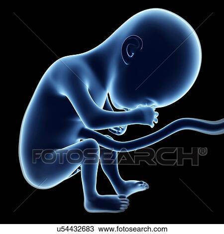 Human fetal development, artwork View Large Illustration Drawing - Human fetal development, artwork. Fotosearch