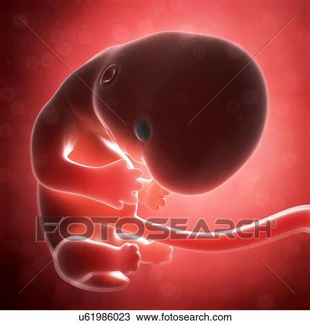 Human fetal development, artwork View Large Illustration Drawing - Human fetal development, artwork. Fotosearch