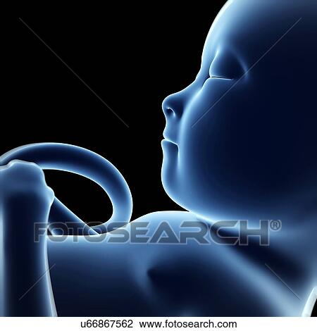Human fetal development, artwork View Large Illustration Drawing - Human fetal development, artwork. Fotosearch