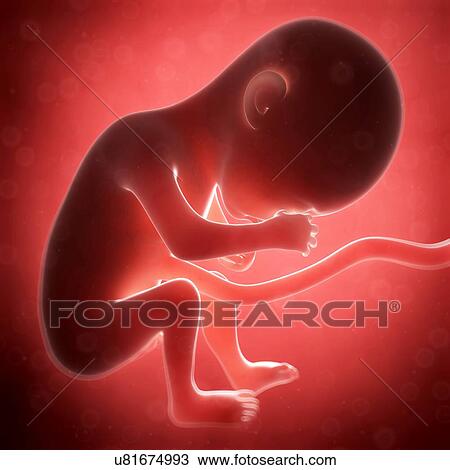 Human fetal development, artwork View Large Illustration Drawing - Human fetal development, artwork. Fotosearch