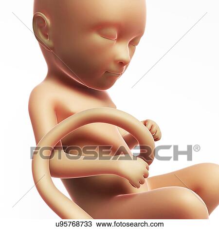 Human fetal development, artwork View Large Illustration Drawing - Human fetal development, artwork. Fotosearch