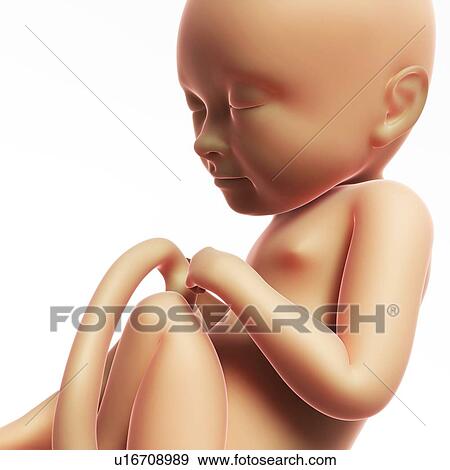 Human fetal development, artwork View Large Illustration Stock Illustration - Human fetal development, artwork. Fotosearch