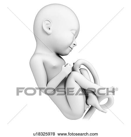 Human fetal development, artwork View Large Illustration Stock Illustration - Human fetal development, artwork. Fotosearch