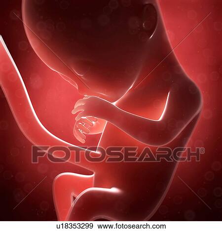 Stock Illustration - Human fetal development, artwork. Fotosearch