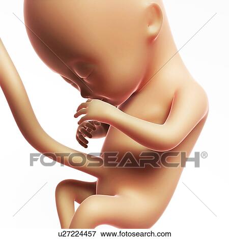 Human fetal development, artwork View Large Illustration Stock Illustration - Human fetal development, artwork. Fotosearch