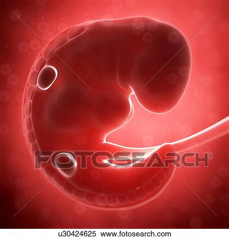 Human fetal development, artwork View Large Illustration Stock Illustration - Human fetal development, artwork. Fotosearch