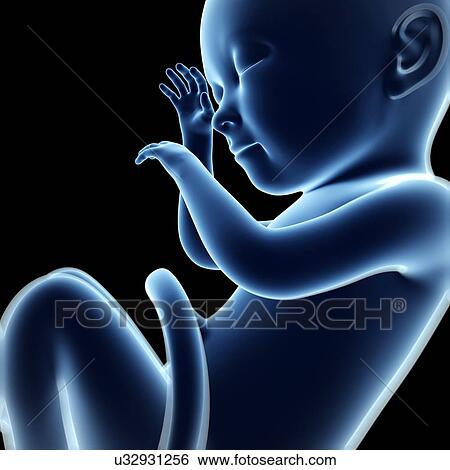 Human fetal development, artwork View Large Illustration Stock Illustration - Human fetal development, artwork. Fotosearch