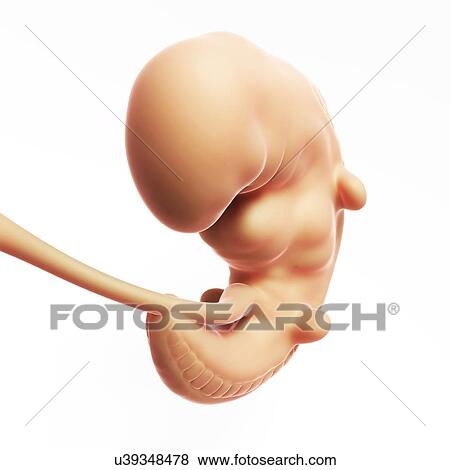 Human fetal development, artwork View Large Illustration Stock Illustration - Human fetal development, artwork. Fotosearch