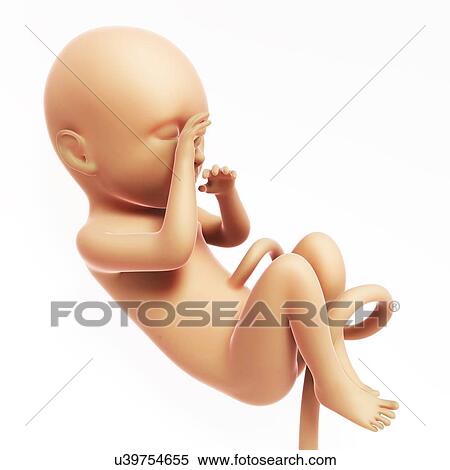 Stock Illustration - Human fetal development, artwork. Fotosearch