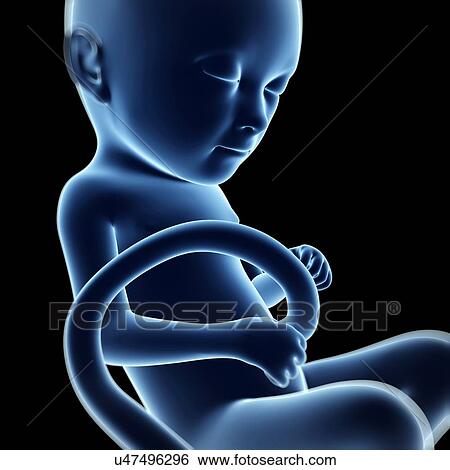 Human fetal development, artwork View Large Illustration Stock Illustration - Human fetal development, artwork. Fotosearch