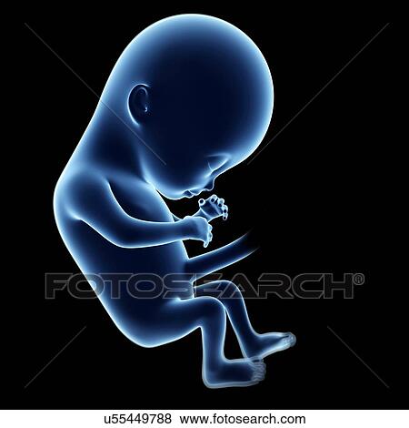 Human fetal development, artwork View Large Illustration Stock Illustration - Human fetal development, artwork. Fotosearch