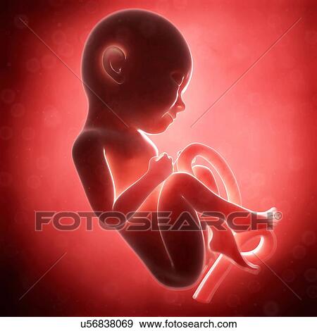 Human fetal development, artwork View Large Illustration Stock Illustration - Human fetal development, artwork. Fotosearch