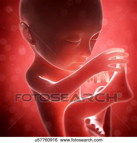 Human fetal development, artwork View Large Illustration Stock Illustration - Human fetal development, artwork. Fotosearch