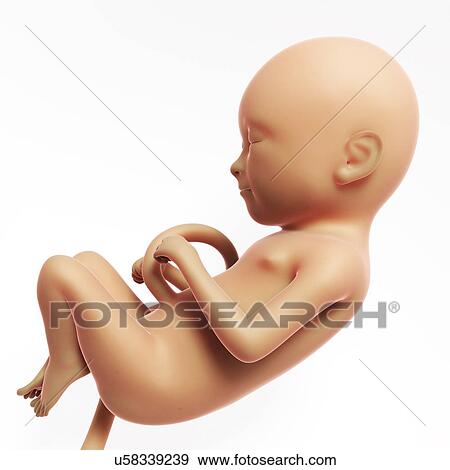 Human fetal development, artwork View Large Illustration Stock Illustration - Human fetal development, artwork. Fotosearch