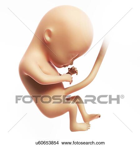 Human fetal development, artwork View Large Illustration Stock Illustration - Human fetal development, artwork. Fotosearch