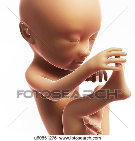 Human fetal development, artwork View Large Illustration Stock Illustration - Human fetal development, artwork. Fotosearch