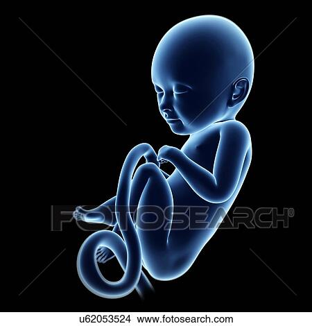 Human fetal development, artwork View Large Illustration Stock Illustration - Human fetal development, artwork. Fotosearch