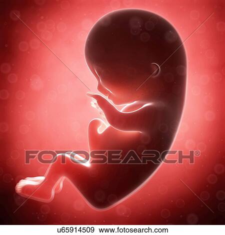 Human fetal development, artwork View Large Illustration Stock Illustration - Human fetal development, artwork. Fotosearch