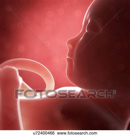 Stock Illustration - Human fetal development, artwork. Fotosearch