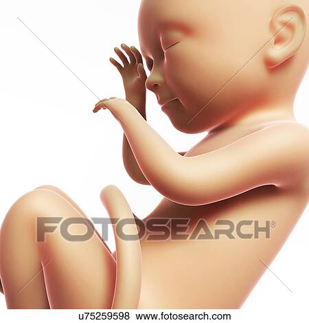 Human fetal development, artwork View Large Illustration Stock Illustration - Human fetal development, artwork. Fotosearch