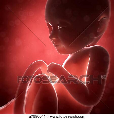 Human fetal development, artwork View Large Illustration Stock Illustration - Human fetal development, artwork. Fotosearch
