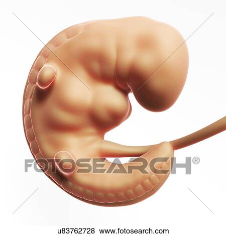 Human fetal development, artwork Stock Illustration ...