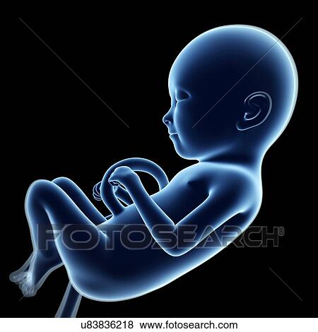Stock Illustration - Human fetal development, artwork. Fotosearch