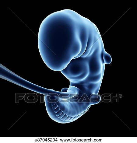 Stock Illustration - Human fetal development, artwork. Fotosearch