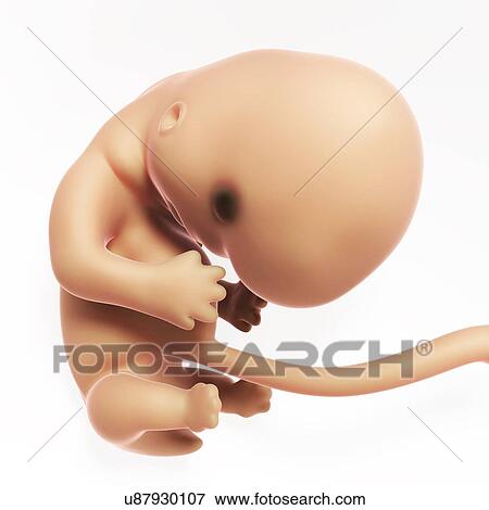 Human fetal development, artwork View Large Illustration Stock Illustration - Human fetal development, artwork. Fotosearch
