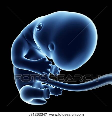 Stock Illustration - Human fetal development, artwork. Fotosearch