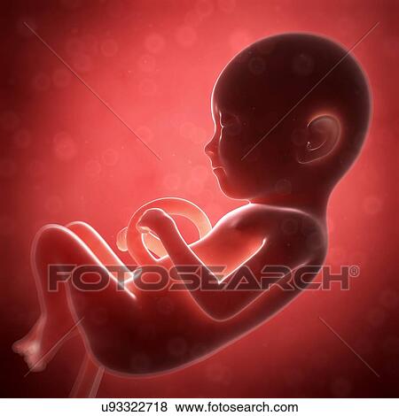 Human fetal development, artwork View Large Illustration Stock Illustration - Human fetal development, artwork. Fotosearch