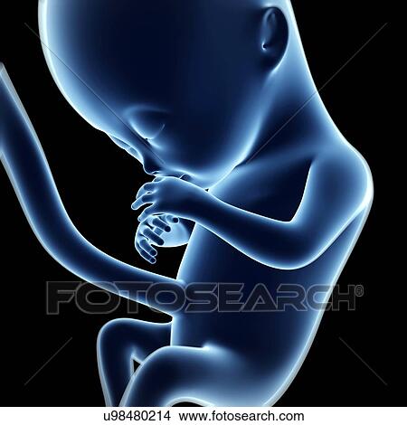 Human fetal development, artwork View Large Illustration Stock Illustration - Human fetal development, artwork. Fotosearch