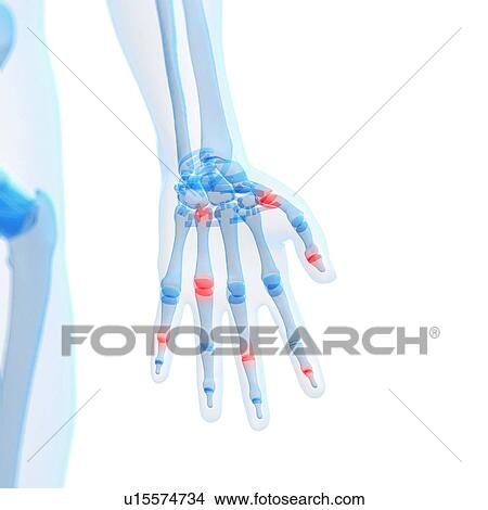 Human finger joints, artwork View Large Illustration Stock Illustration - Human finger joints, artwork. Fotosearch