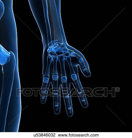 Drawing - Human hand bones, artwork. Fotosearch
