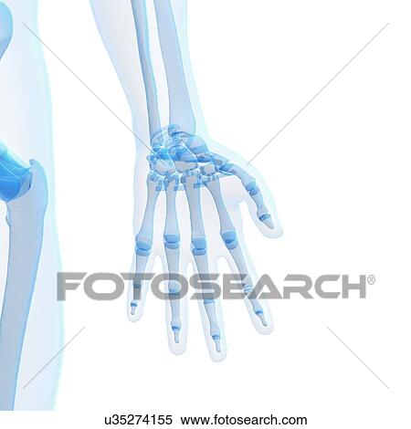 Stock Illustration - Human hand bones, artwork. Fotosearch