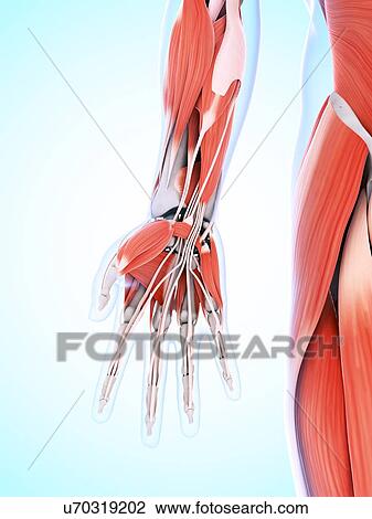 Drawing - Human hand muscles, artwork. Fotosearch